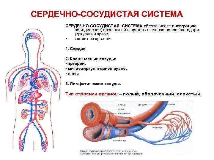 Циркуляция крови строение сердечно сосудистой системы. Сердечно-сосудистая система анатомия схема. Какие органы относятся к сердечно-сосудистой системе. Общий план строения сердечно-сосудистой системы.