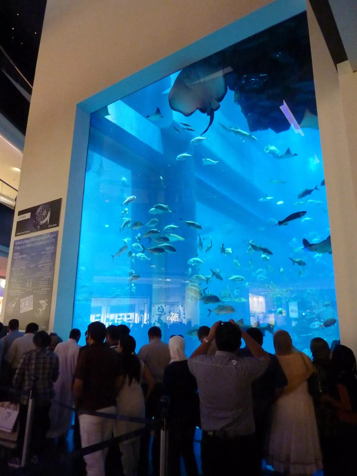 Dubai mall аквариум. Камера для аквариума. Аквариум dubai aquarium and underwater zoo. Дубайский океанариум в дубай молле. Аквариум дубай отзывы.