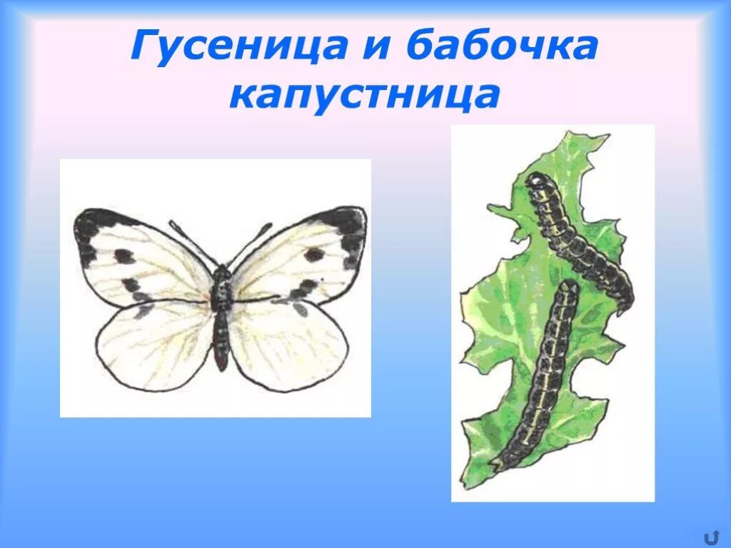 Развитие бабочки капустницы. Жизненный цикл бабочки капустницы. Бабочка капустница и ее гусеница. Бабочка капустница самка и самец. Метаморфоз бабочки капустницы.