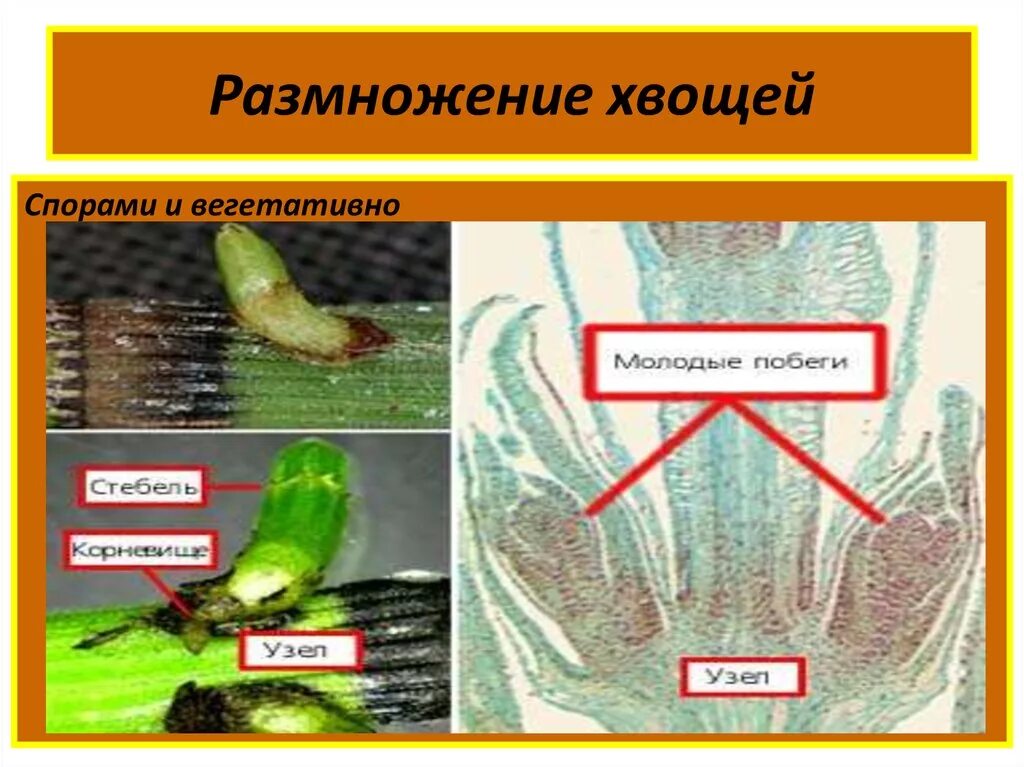 Хвощи размножаются. Вегетативное размножение хвощей. Размножение хвощей. Размножение хвощевидных. Бесполое размножение хвощей.