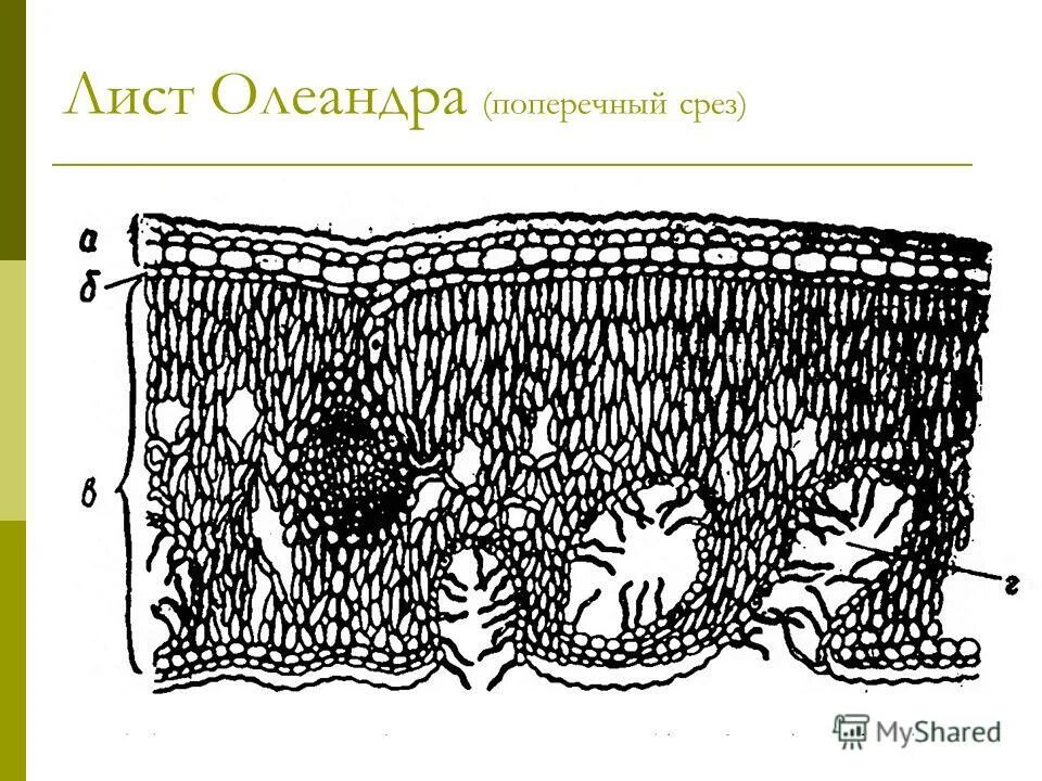 Внешнее строение листа олеандра. Внешнее строение листа олеандра. Внешнее строение листа олеандра. Строение листа олеандра. Олеандр листорасположение.