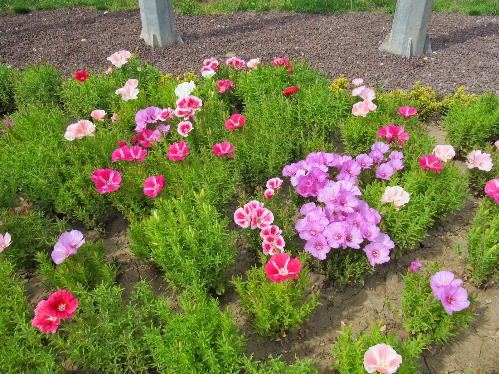 Цветы годеция монарх. Годеция прелестная. Годеция крупноцветковая на клумбе. Годеция монарх рассада. Годеция на клумбе.