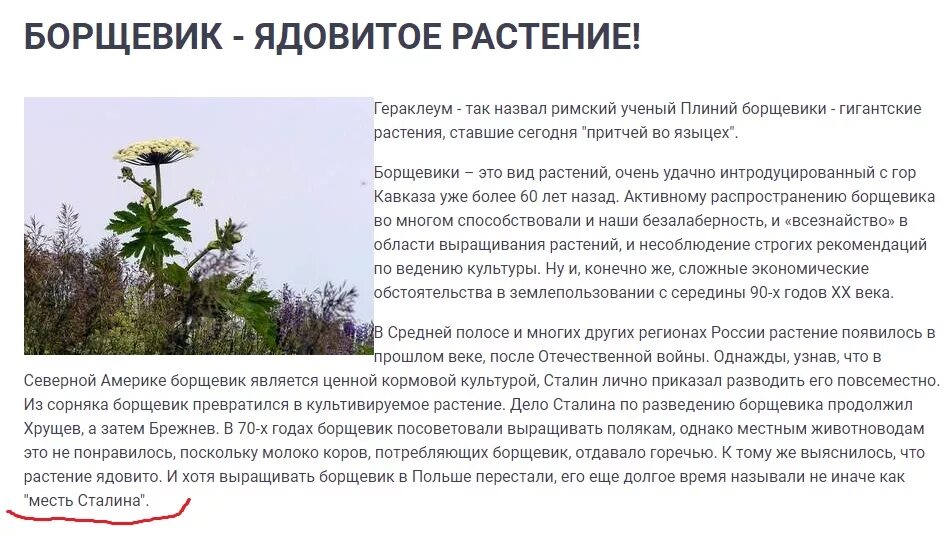 Борщевик сосновского стебель. Борщевик ядовитое растение. Памятка по борьбе с борщевиком. Борщевик сибирский листья. Ядовитый борщевик сосновского.