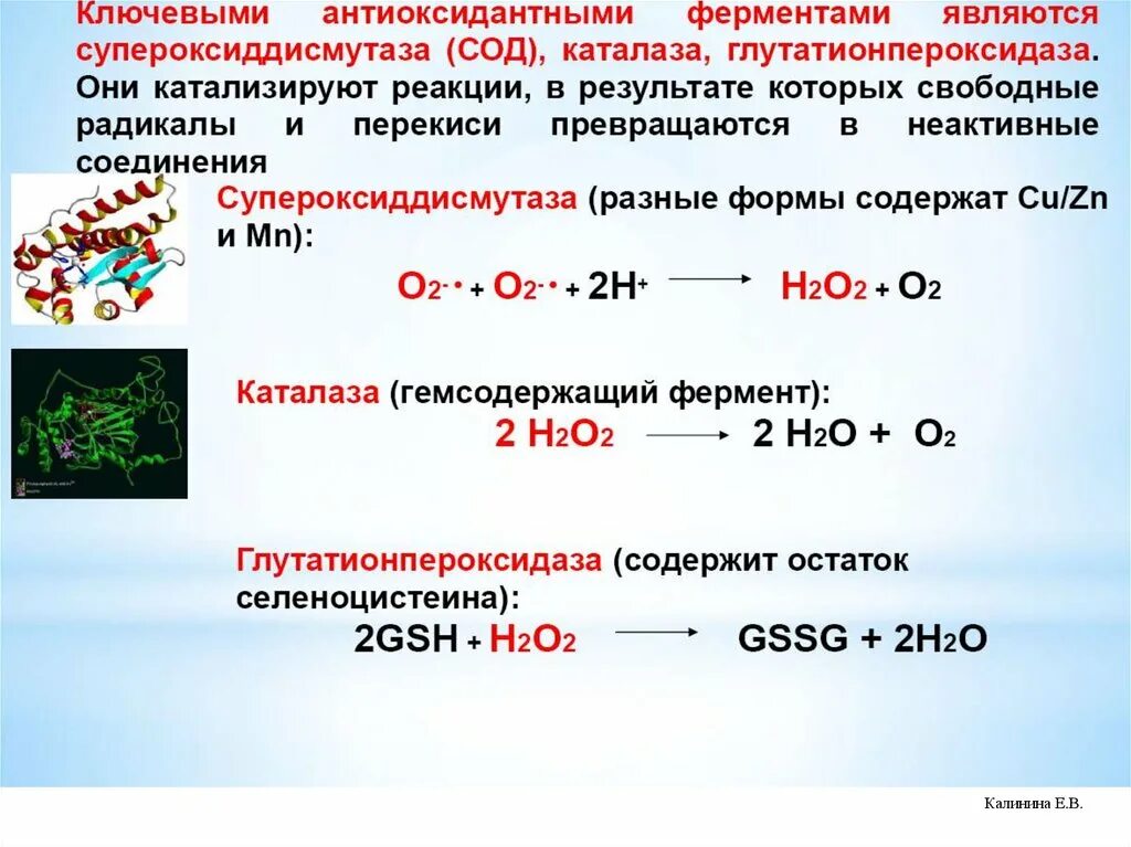 Антиоксидантные ферменты. Схема реакций перекисного окисления липидов патофизиология. Перекисное окисление липидов арахидоновая кислота. Схема перекисного окисления липидов биохимия. Продукты перекисного окисления липидов.