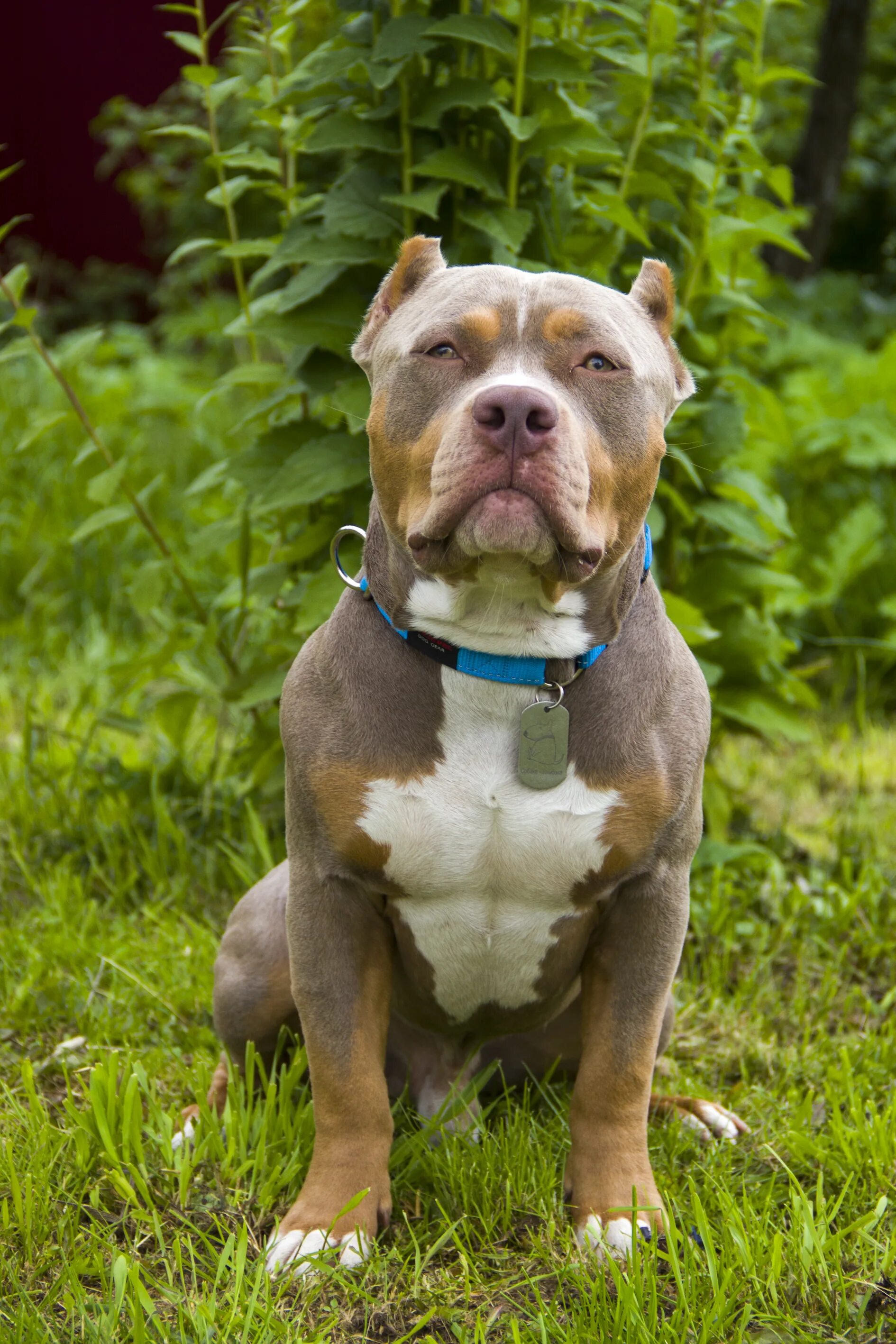 Best bully