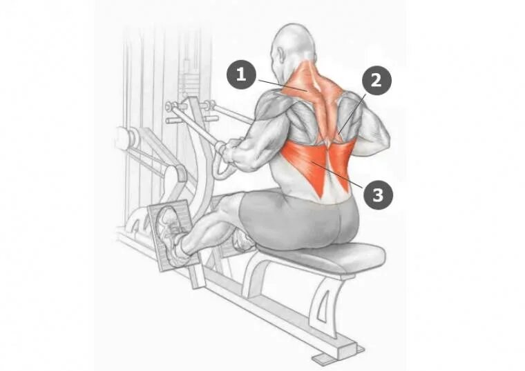 Как накачать спину в зале. Тяга горизонтального блока мышцы задействованы. Тяга блока к поясу сидя широким хватом. Тяга горизонтального блока широкой рукояткой. Тяга горизонтального блока параллельным хватом.