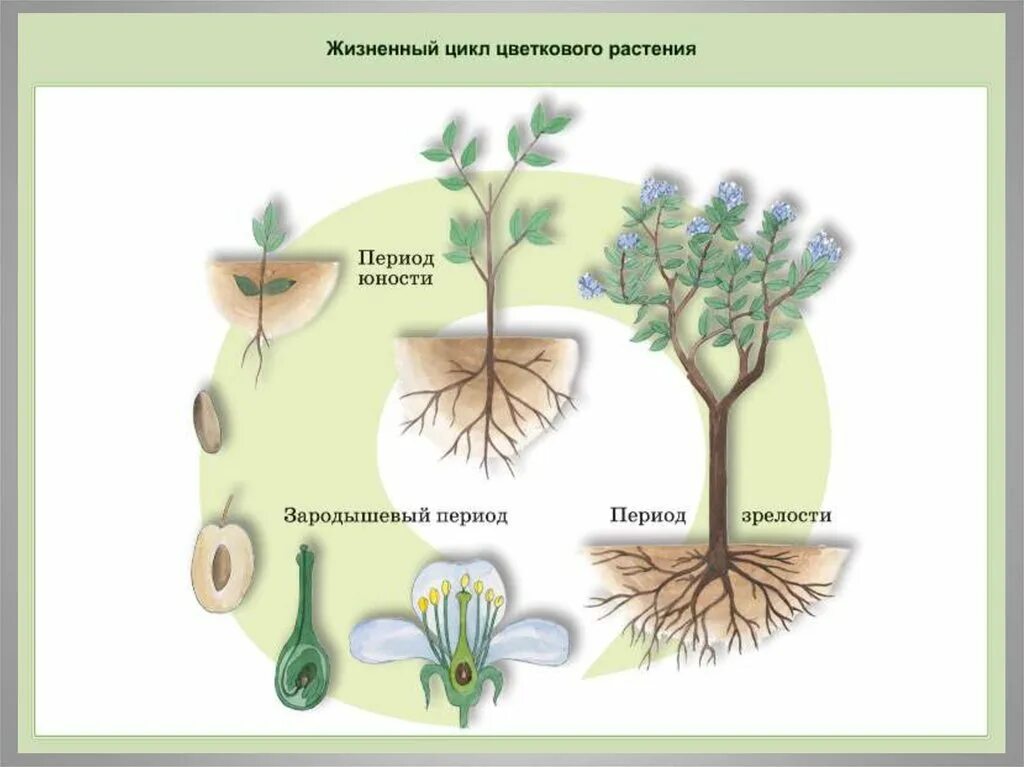 Рост и развитие растений схема. Этапы роста и развития цветкового растения. Жизненный цикл цветкового растения. Этапы индивидуального развития растений.