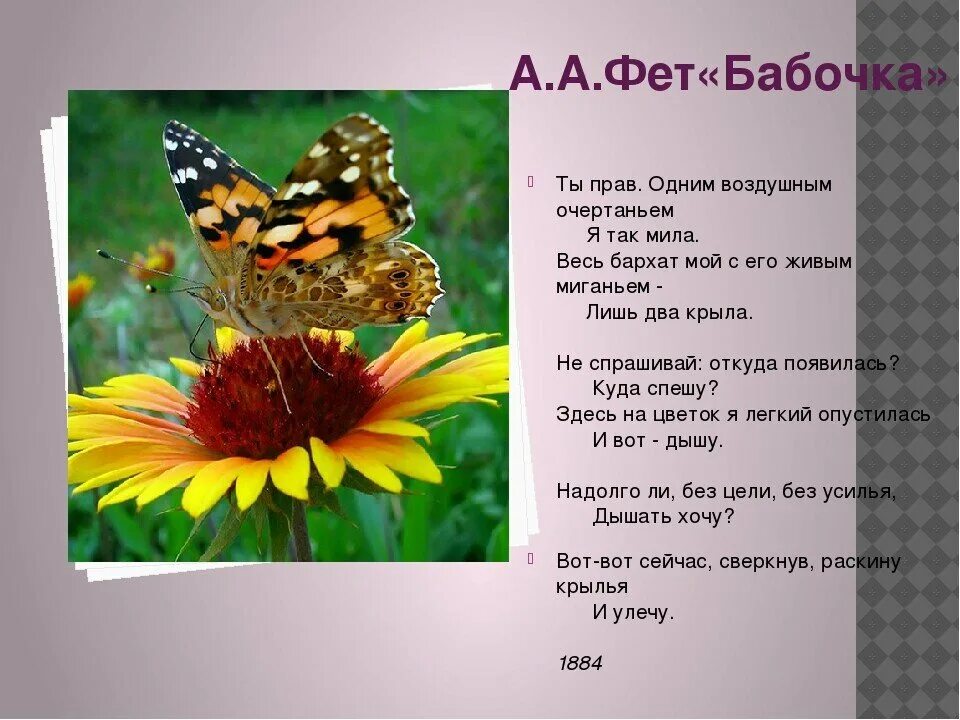 Ночная бабочка песня слова. Стих танец бабочек. Бабочка капустница лимонница крапивница. Стихотворение бабочка. Фет бабочка стих.