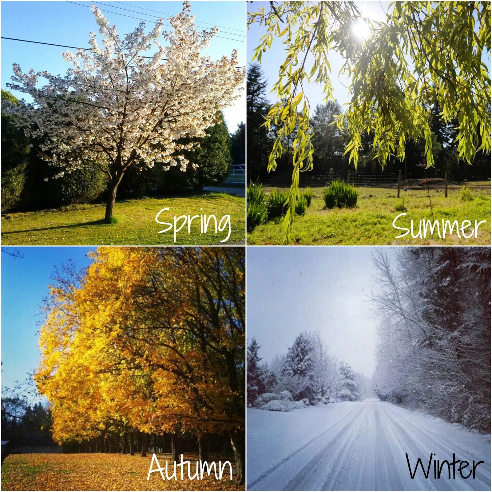 Лето осень зима. 4 seasons of the year