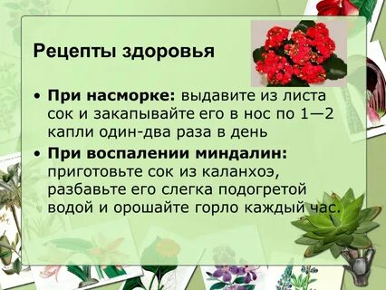 Можно ли детям капать каланхоэ в нос