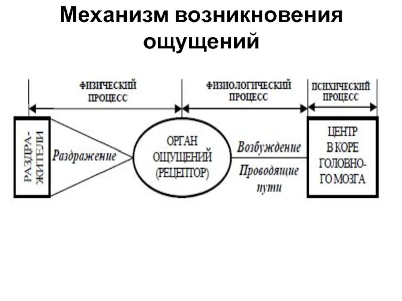 Системы ощущений. Физиологические механизмы ощущений. схема процесса возникновения ощущений. механизм возникновения ощущений. последовательность возникновения ощущений.