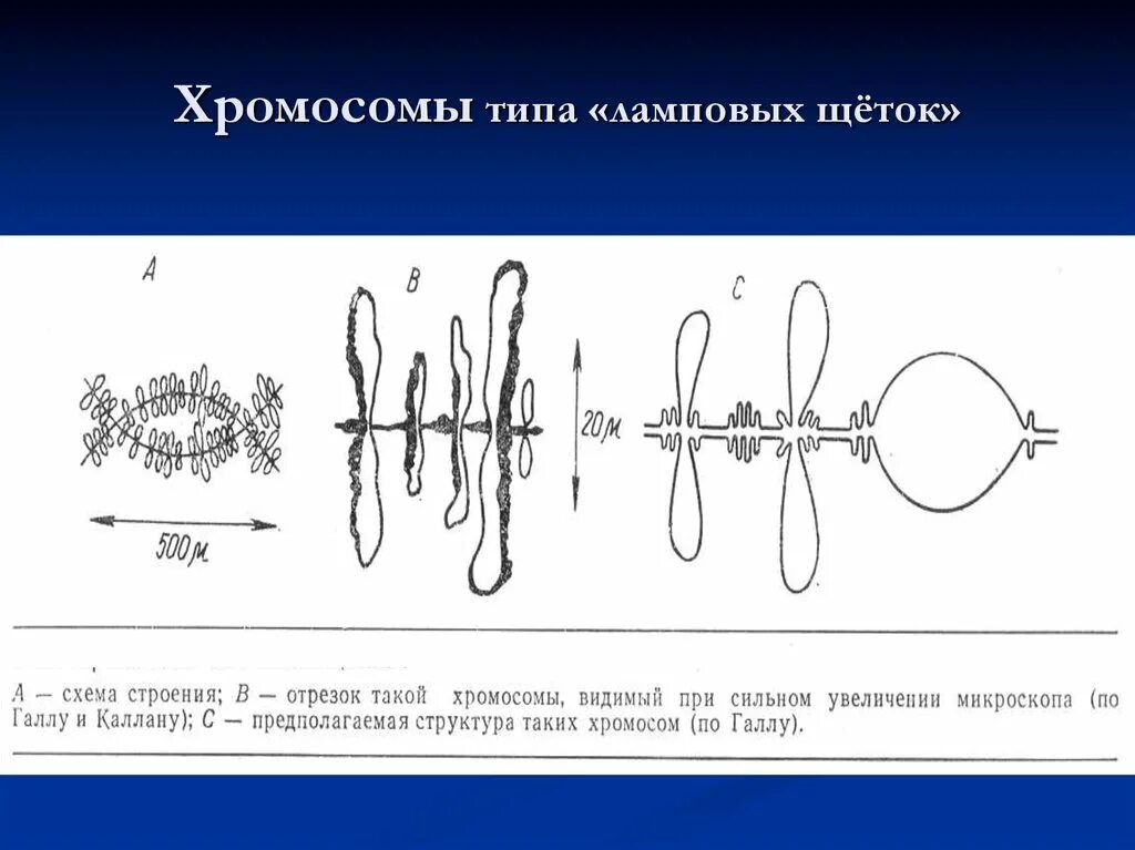 Хромосомы типа «ламповых щеток» схематично. Хромосомы типа ламповых щеток строение. Структура хромосом типа «ламповых щеток». Хромосомы типа ламповых щеток и политенные хромосомы.