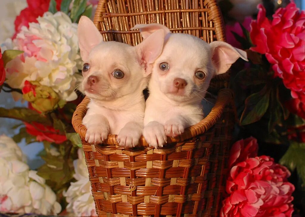 маленькие собачки недорогие. померанский лулу и шпиц. маленькие собачки. дешевые собаки в москве. цвергшпиц ркф.