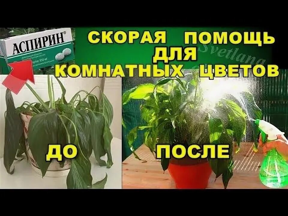 Подкормка для комнатных цветов аспирином. Аспирин для цветов комнатных полив. Аспирин для цветов чтоб цвели. Аспирин для цветов комнатных. Аспирин для цветов комнатных полив и опрыскивание.