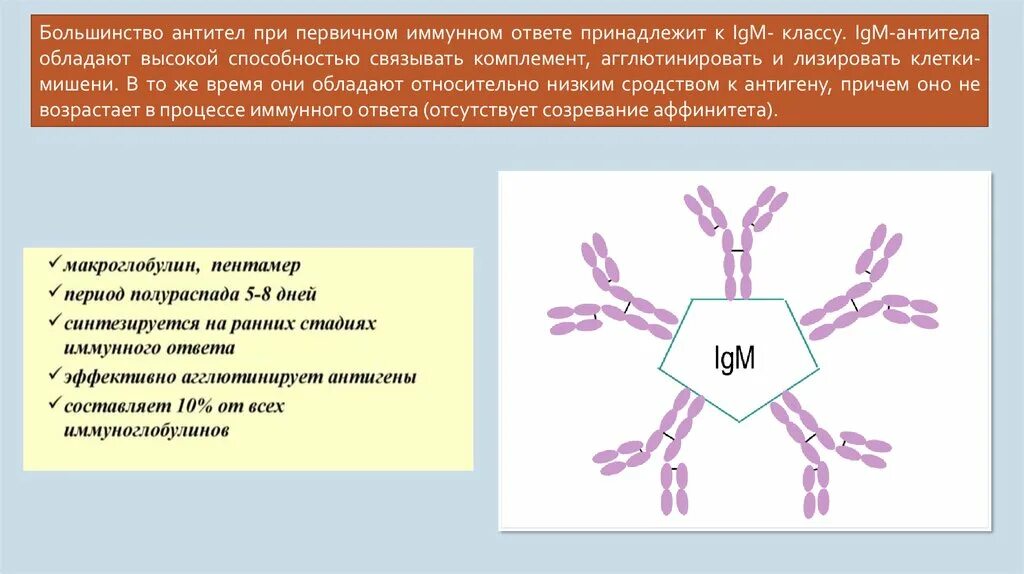 Антигены антитела иммунный ответ. IGM иммуноглобулин. Антитела обладают способностью. Антитела классы антител. Антитела принадлежат к классу.