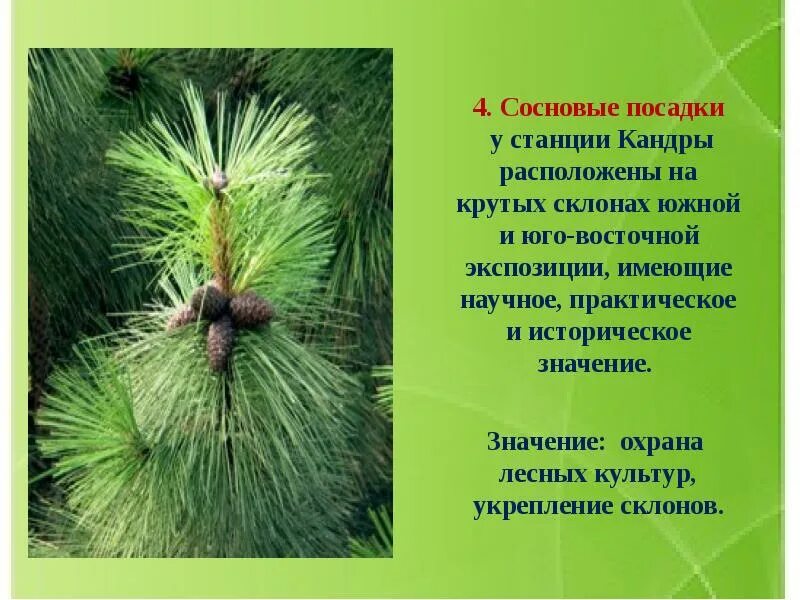 Из хвойных 4 буквы. Сосновые посадки. Родня сосны. Родственница сосны 5 букв.