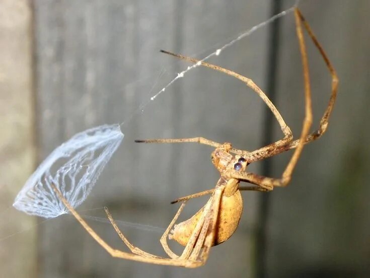 Deinopidae паук. Австралийский паук Гладиатор. Паук-огр, или паук-Гладиатор. Deinopis subrufa.