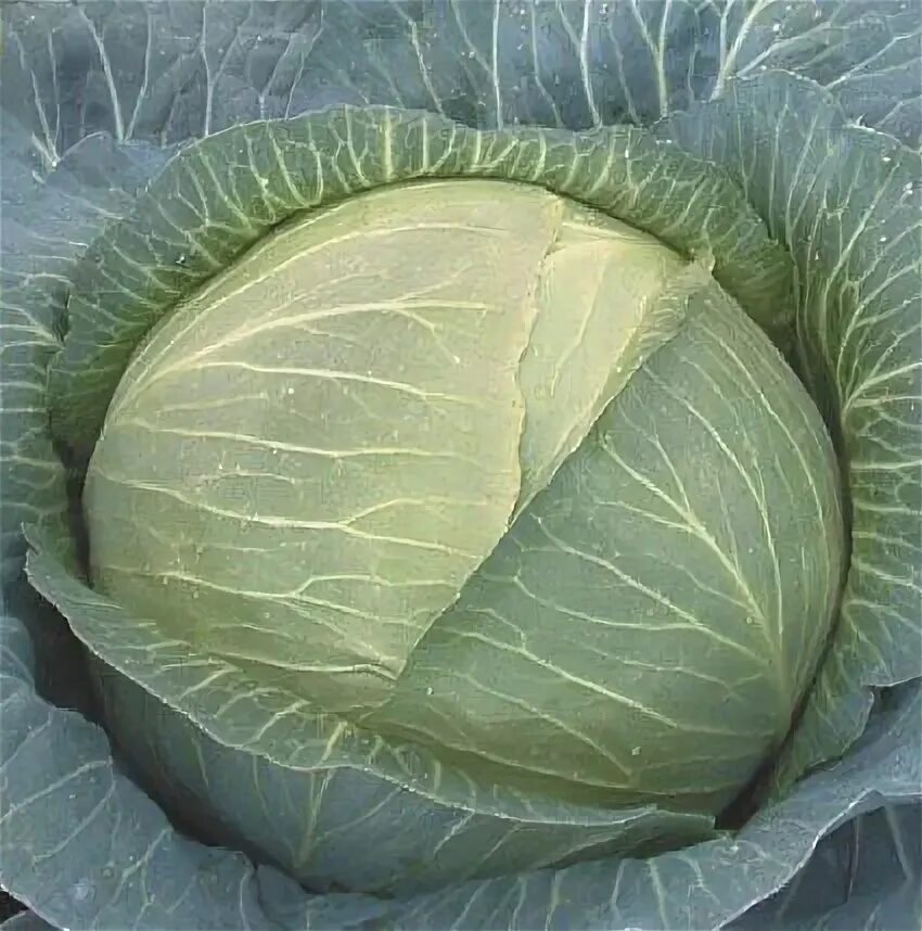 Капуста засолочная. Капуста белорусская описание. Семена капуста сибирячка русский огород. Капуста вьюга. Сорт капусты вьюга.