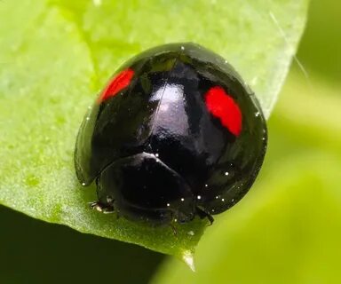 Черно красная божья коровка