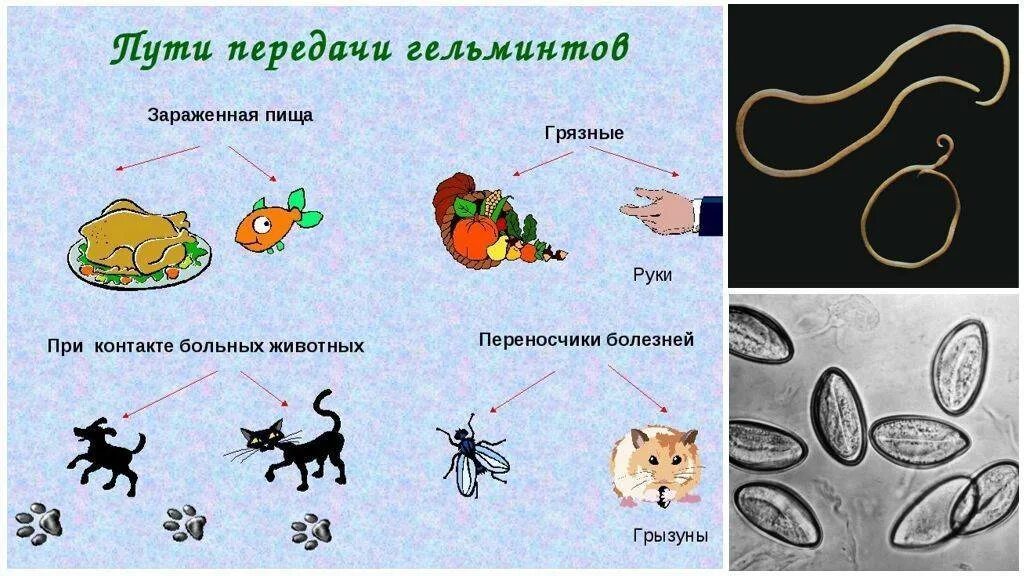 Альвеококк промежуточный хозяин. Передаются ли глисты поцелуем. Профилактика гельминтозов у детей. Глисты кошачья двуустка. Передаются ли глисты поцелуем.