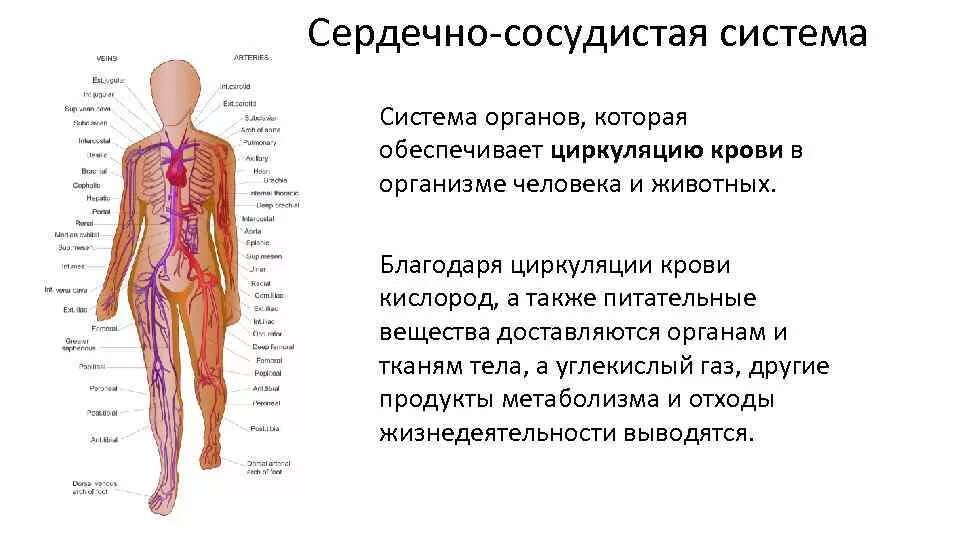 Системы органов. Системы органов организма человека. Система органов человека кратко. Системы органов человека 8 класс биология.