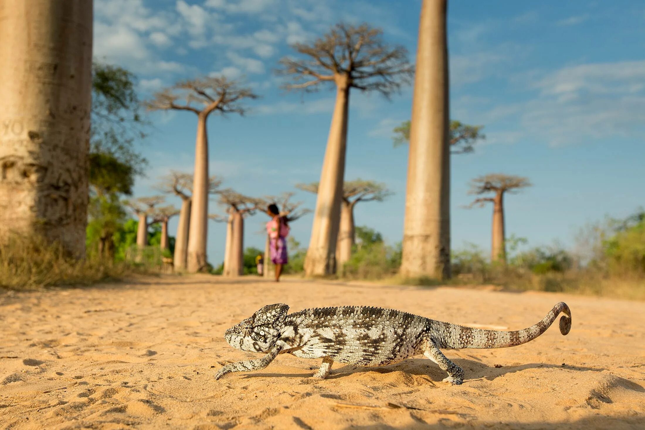 Мадагаскар остров. Животный мир Мадагаскара. Мадагаскар природа и животные. Республика Мадагаскар животные. Дикие животные островов