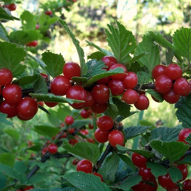 Вишня войлочная томентоза. Вишня войлочная огонек. Вишня войлочная (Prunus tomentosa). Вишня войлочная мармеладница. Войлочная натали