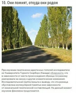 Минусы тополя в городе