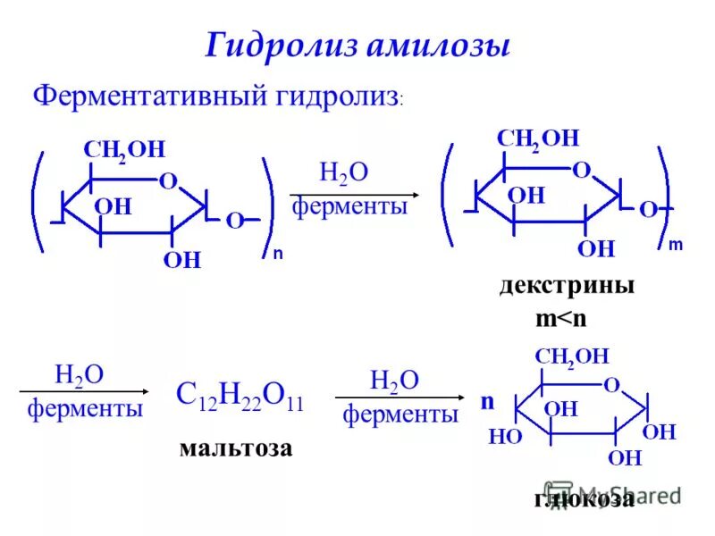 гидролиз полисахаридов крахмала