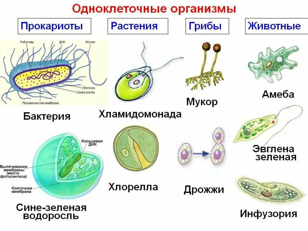 Бактерии эукариотические организмы. Одноклеточные бактерии простейшие названия. Представители простейших одноклеточных бактерий. Схема одноклеточные эукариоты. Эукариотические одноклеточные микроорганизмы.