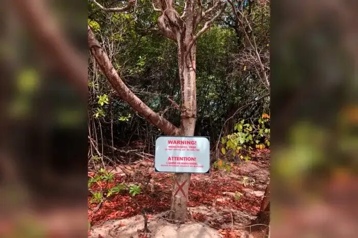 Причины вырубки лесов. Дупло. Причины вырубки лесов причины вырубки лесов. 2 основные причины гибели деревьев в городских экосистемах. Срубленное дуплистое дерево.