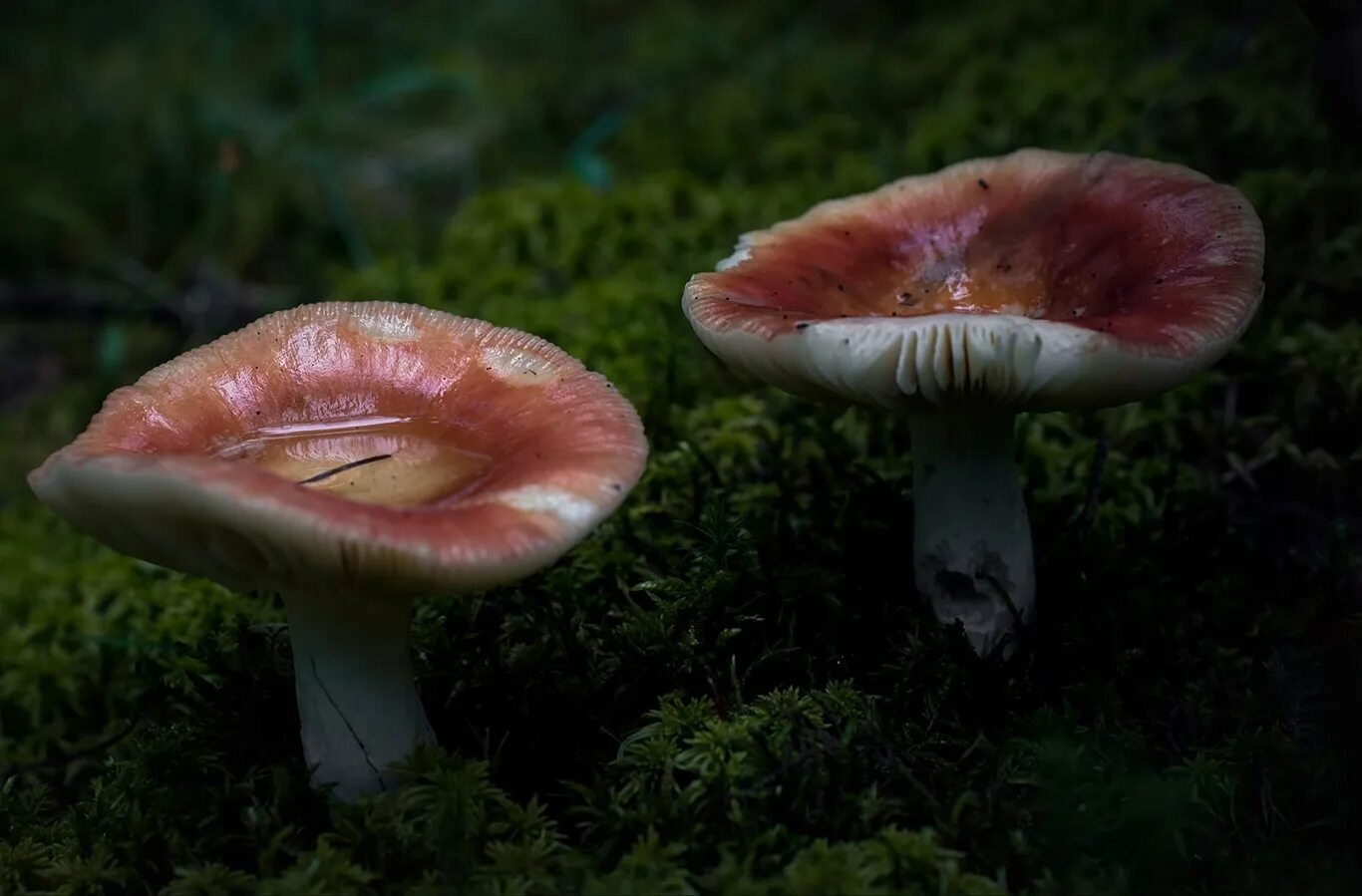 Сыроежка в каком лесу. Сыроежка розовая Russula rosea. Сыроежка гриб. Лесная сыроежка. Отряд сыроежек.