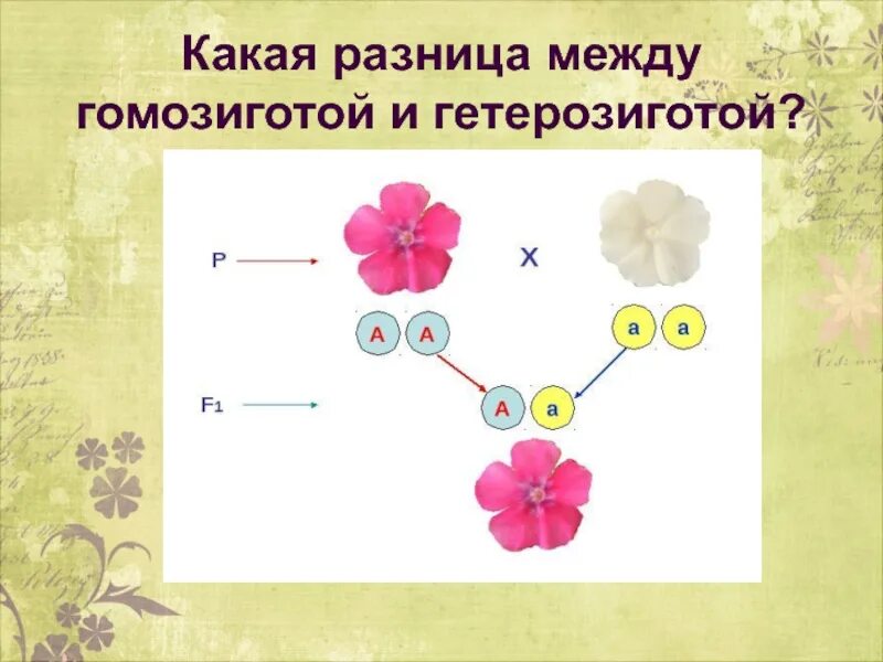 Гомозиготный организм пример. Разница между гомозиготой и гетерозиготой. Гомозигота и гетерозигота это. Гетерозигота рисунок.