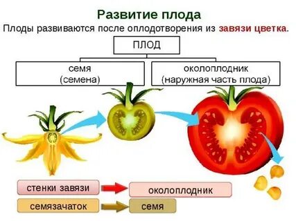 Какое растение имеет плод томат
