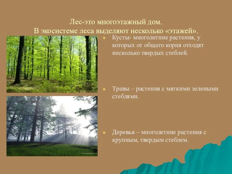 Экологическая система леса. Лесная экосистема. Экосистема смешанного леса. Экосистемное леса. Экосистемное леса.