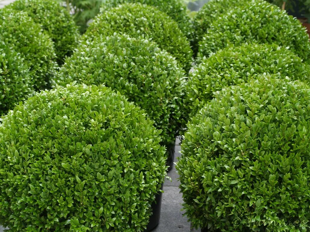 Самшит Буксус. Самшит вечнозеленый rotundifolia. Буксус вечнозеленый. Самшит вечнозеленый Элеганс.