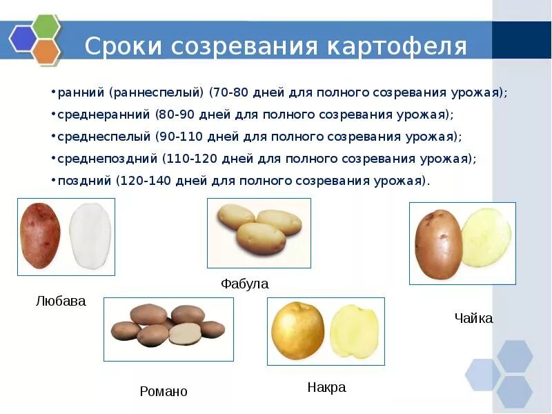 Картофель ранний сроки созревания