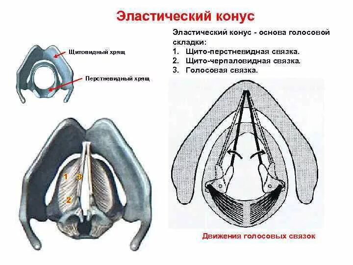 Эластический конус гортани образован. Эластический конус голосовой складки. Конус эластикус гортани. Связки гортани эластический конус.