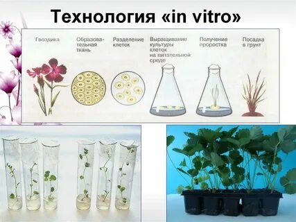 Выращивание ткани на питательной среде метод биологии