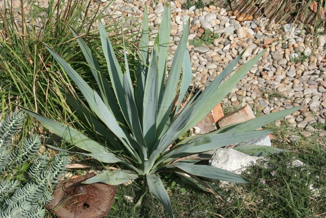 Юкка луга. Юкка отвороченнолистная (yucca recurvifolia). бледная юкка. yucca filamentosa. юкка северной америки.