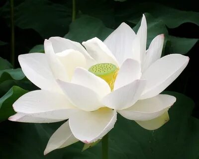 White lotus flower, Flowers, Summer garden