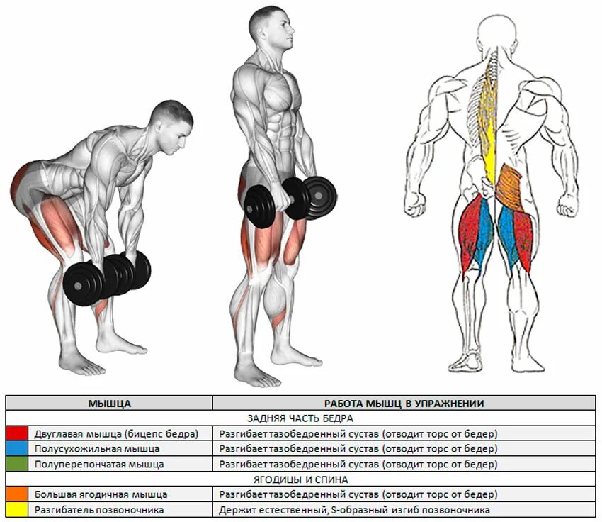 Тяга какие мышцы работают. Румынская тяга мышцы задействованы. Румынская тяга с гантелями мышцы задействованы. Мертвая становая тяга с гантелями. Румынская становая тяга с гантелями для мужчин.