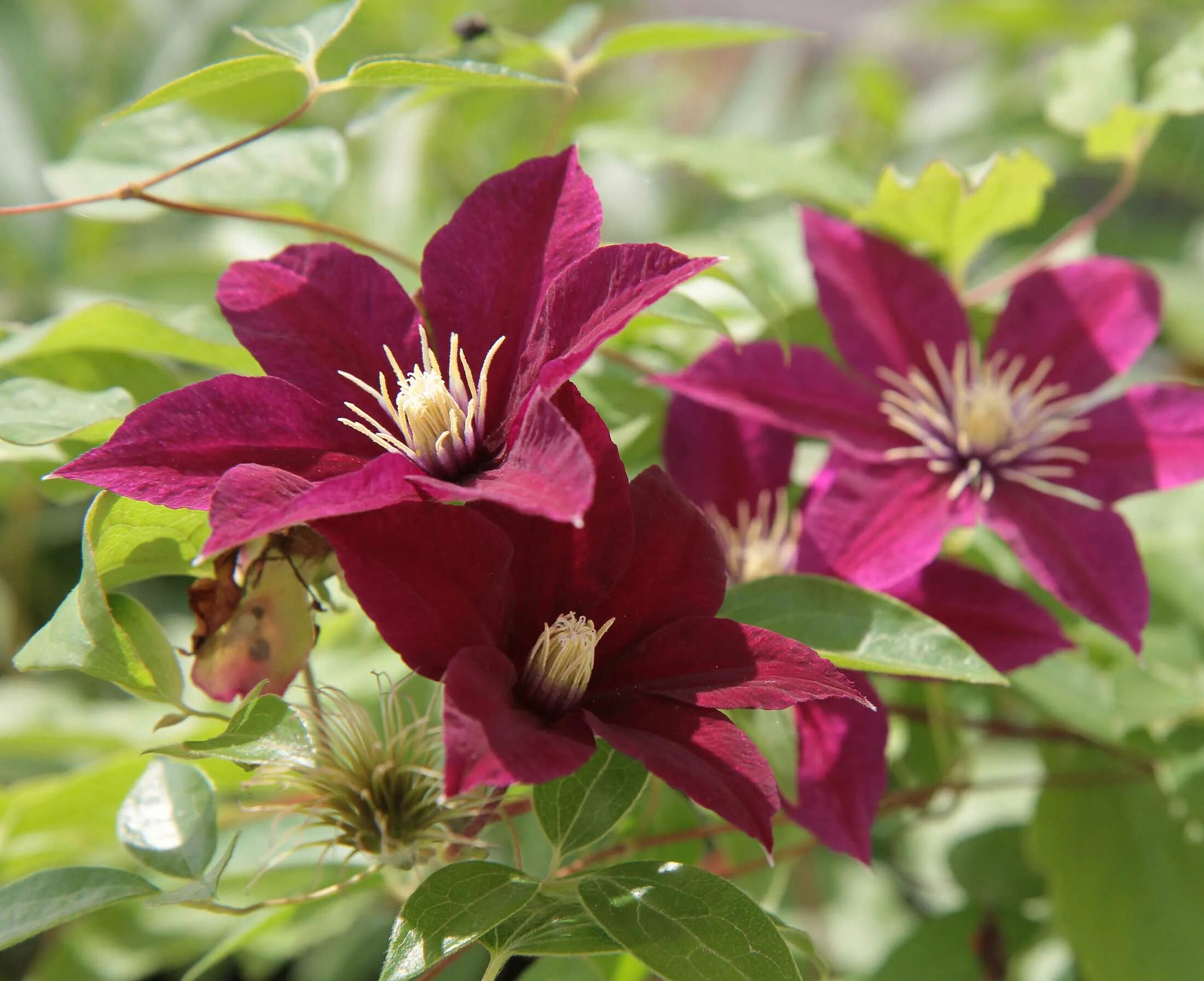 клематис микелите. клематис биколор. клематисы периода. клематис лютер бербанк. клематис ломонос куст.