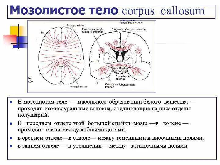 Спайки головного мозга. Мозолистое тело строение и функции. Мозолистое тело мозга строение. Структуры головного мозга мозолистое тело. Функции отделов головного мозга мозолистое тело.