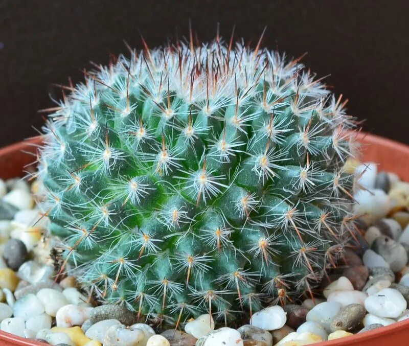 Кактус грандипахус. Опунция суккулент. Кактус опунция микс. Маммиллярия эхинокактус. Опунция суккулент.