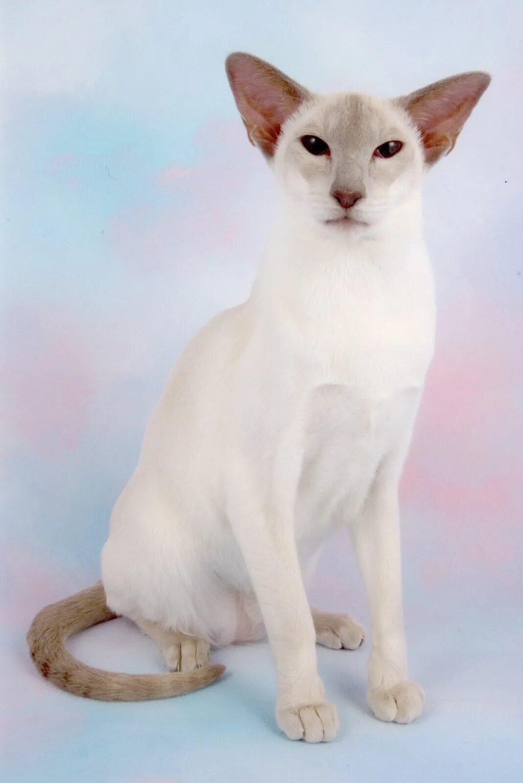 Сиамская Ориентальная кошка. Тайская кошка ред Пойнт. Тайская кошка Лайлак Пойнт. Тайский ориентальный кот. Окрас кошки породы ориентальная
