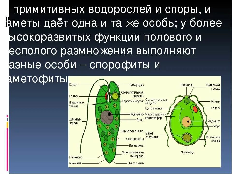 Водоросли строение 5 класс. Споры водорослей. Строение водорослей 5 класс. Размножение водорослей. Какие особи называют спорофитами.