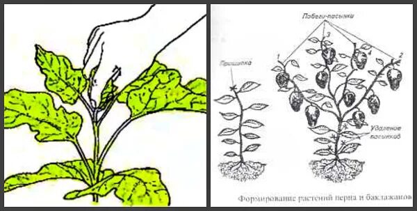 Нужно ли прищипывать перец. Пасынкование баклажанов. Схема пасынкования перца. Пасынкуют ли перцы. Схема пасынкования баклажан.