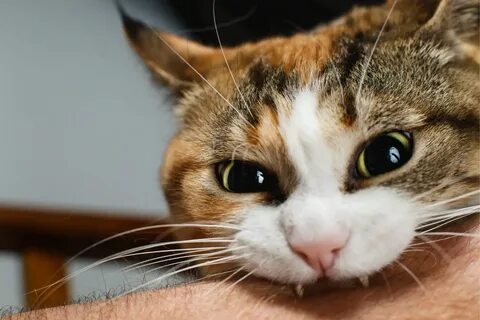 Кот сначала