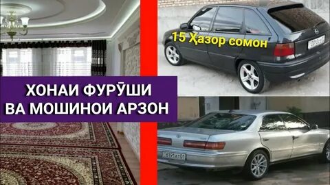 Сомон тичи